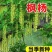 枫杨种子白杨大叶柳大叶头杨树水麻柳枫杨树种子