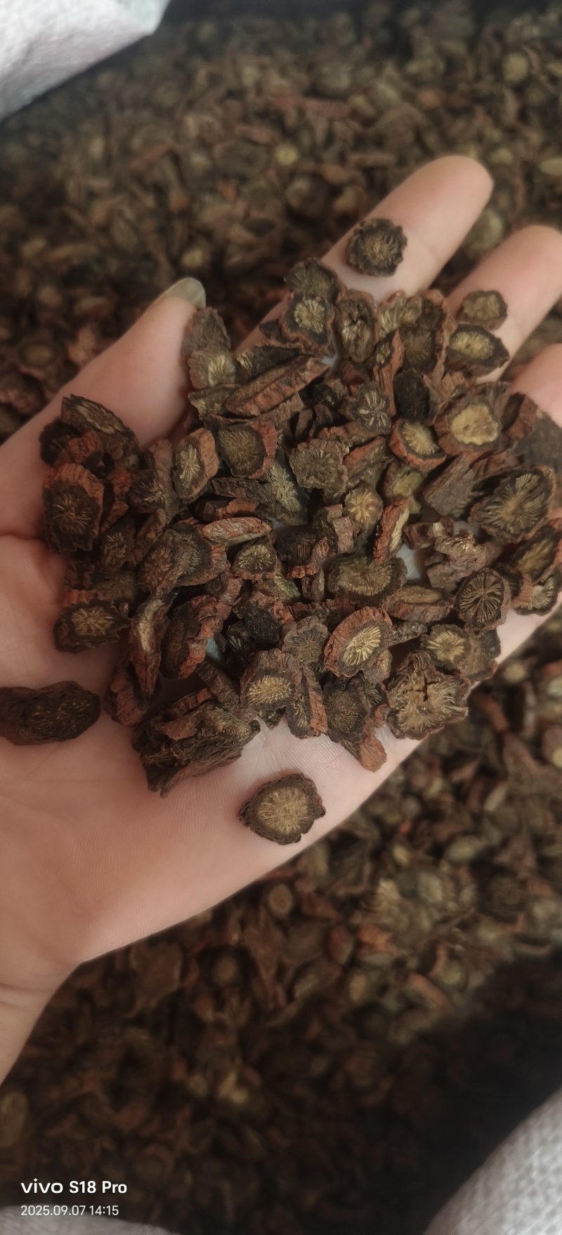《紫丹参》正品紫丹参片过筛选货货干现货实物拍摄