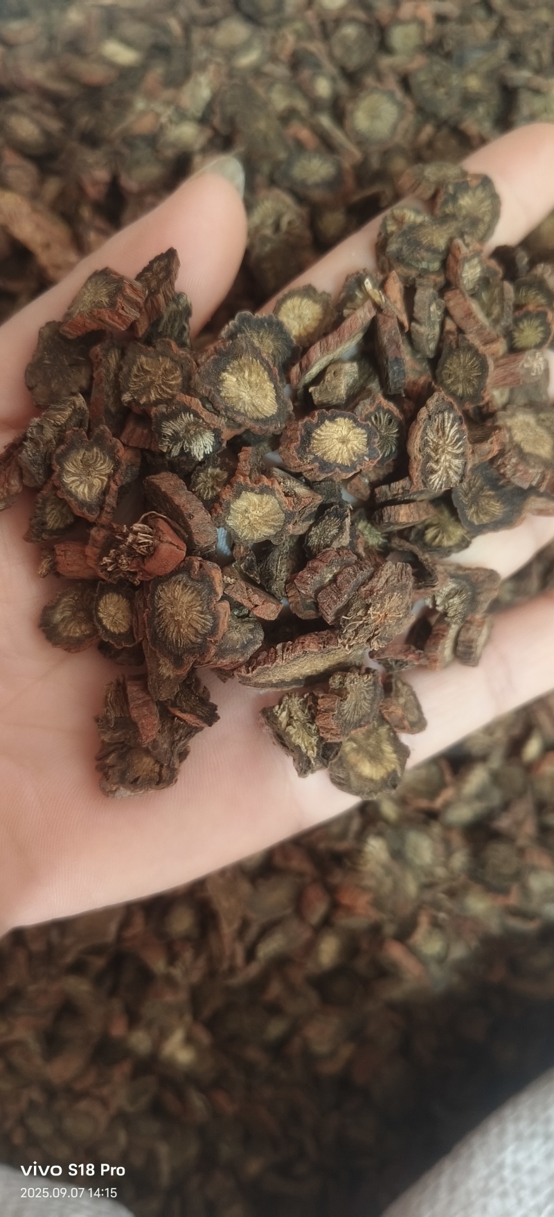 《紫丹参》正品紫丹参片过筛选货货干现货实物拍摄