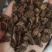 《紫丹参》正品紫丹参片过筛选货货干现货实物拍摄