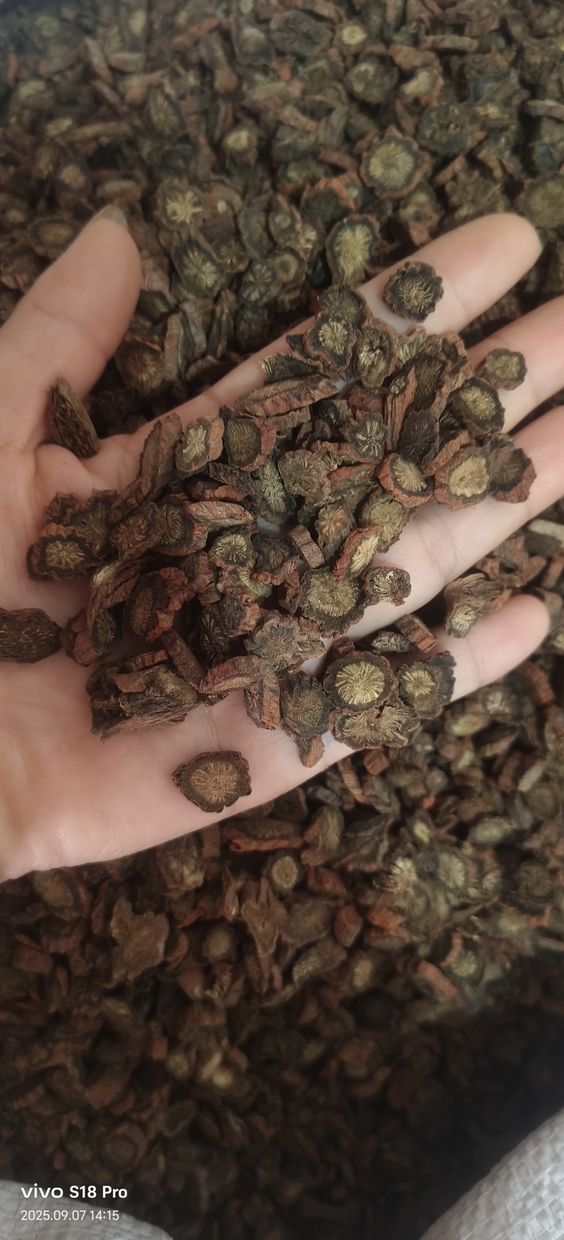 《紫丹参》正品紫丹参片过筛选货货干现货实物拍摄