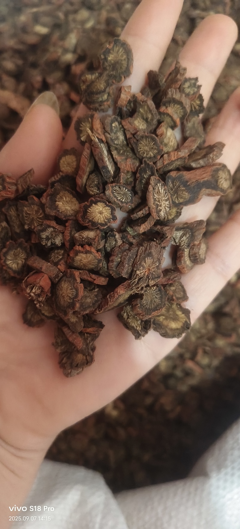 《紫丹参》正品紫丹参片过筛选货货干现货实物拍摄