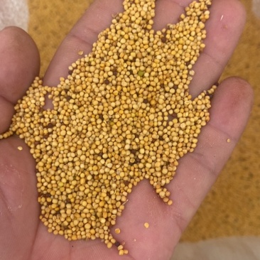 黄油菜籽一等油菜籽