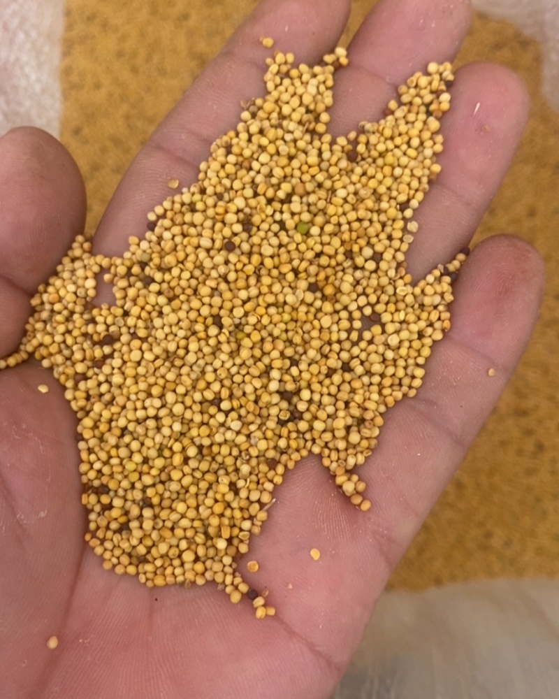 黄油菜籽一等油菜籽