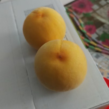 黄金蜜四号
