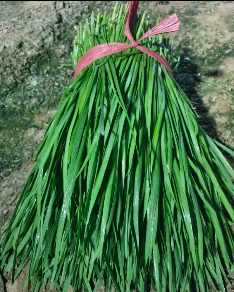 韭菜头刀