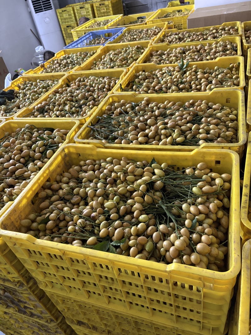 核果仁果类黄皮果大量供应冰冻果精品鸡心黄皮奶茶果