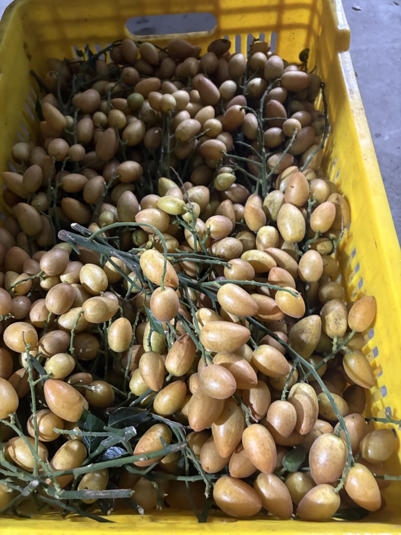核果仁果类黄皮果大量供应冰冻果精品鸡心黄皮奶茶果