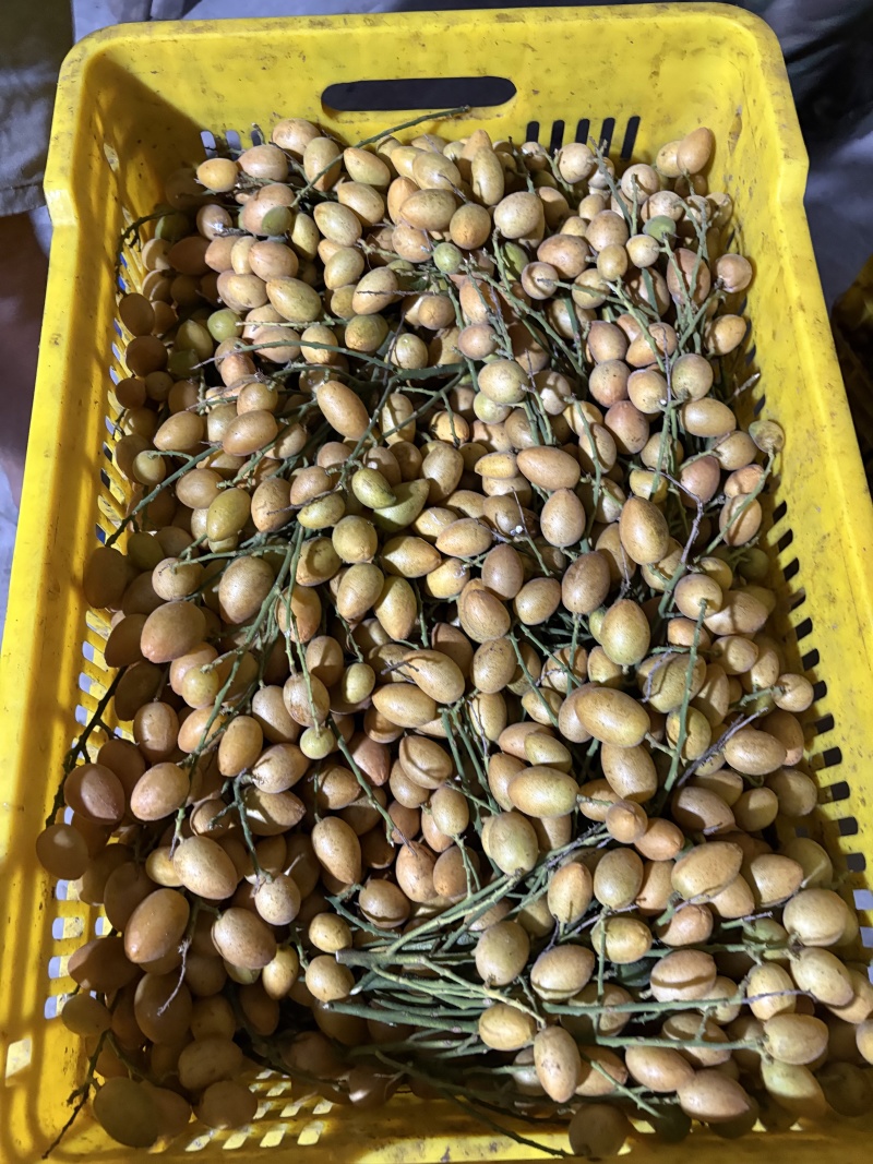 核果仁果类黄皮果大量供应冰冻果精品鸡心黄皮奶茶果