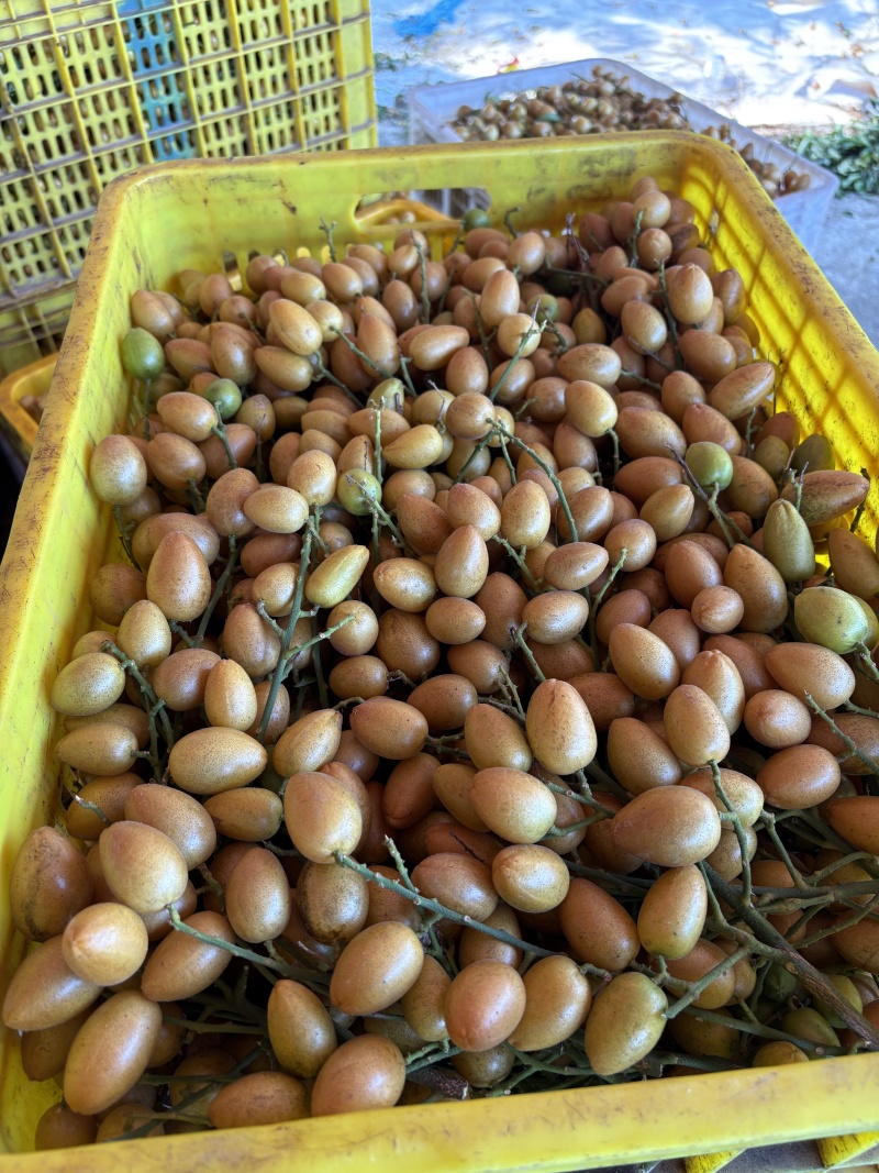 核果仁果类黄皮果大量供应冰冻果精品鸡心黄皮奶茶果