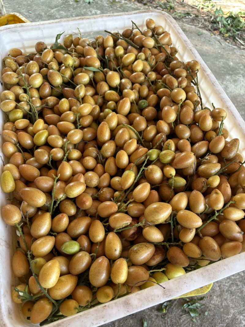 核果仁果类黄皮果大量供应冰冻果精品鸡心黄皮奶茶果
