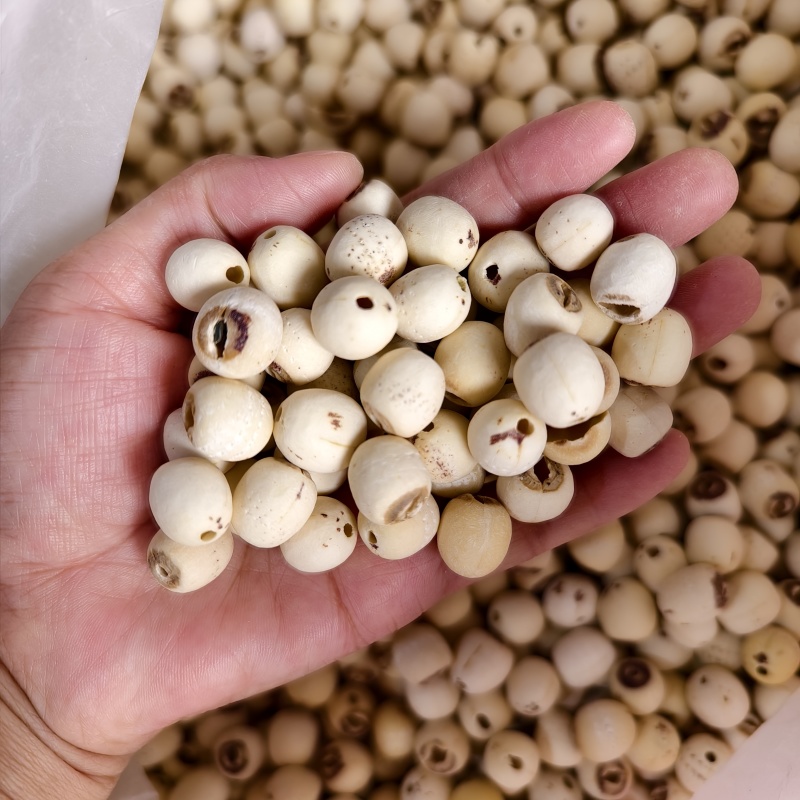 湖南磨白莲颗粒饱满圆润一件50斤起批量大从优