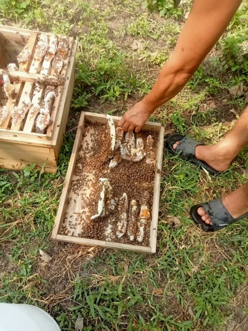 广西精品蜂蜜，基地直发，品质保证，量大从优，欢迎联系！