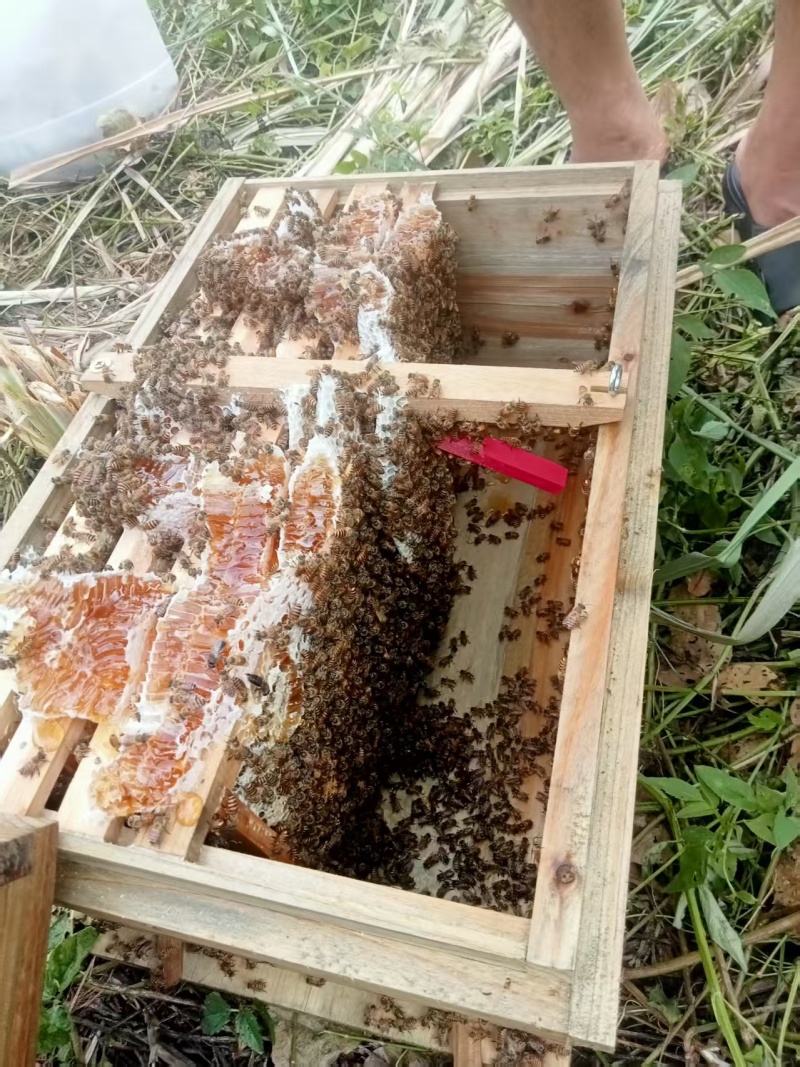 广西精品蜂蜜，基地直发，品质保证，量大从优，欢迎联系！