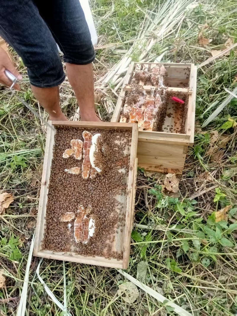 广西精品蜂蜜，基地直发，品质保证，量大从优，欢迎联系！