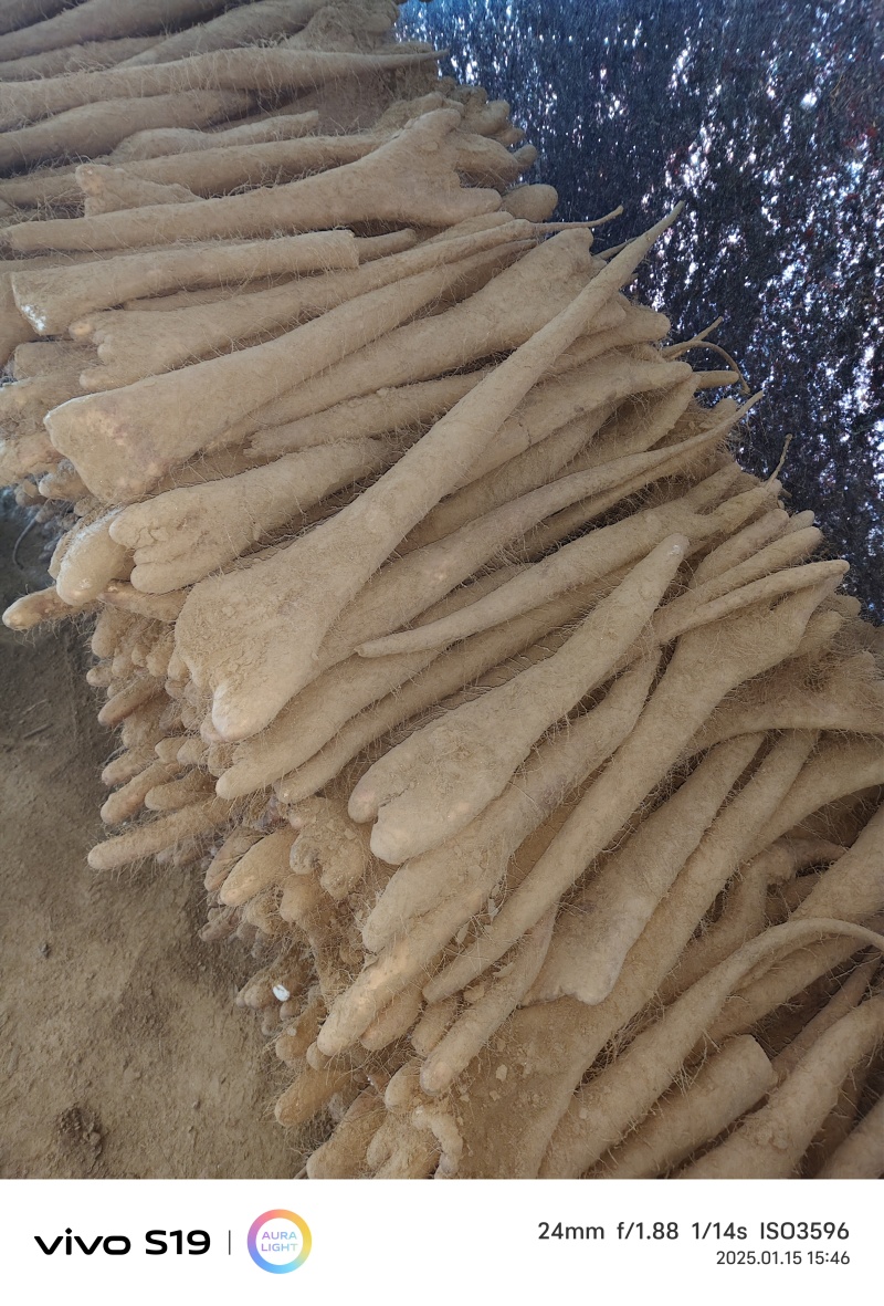 白玉佛手山药质量第一大量有货