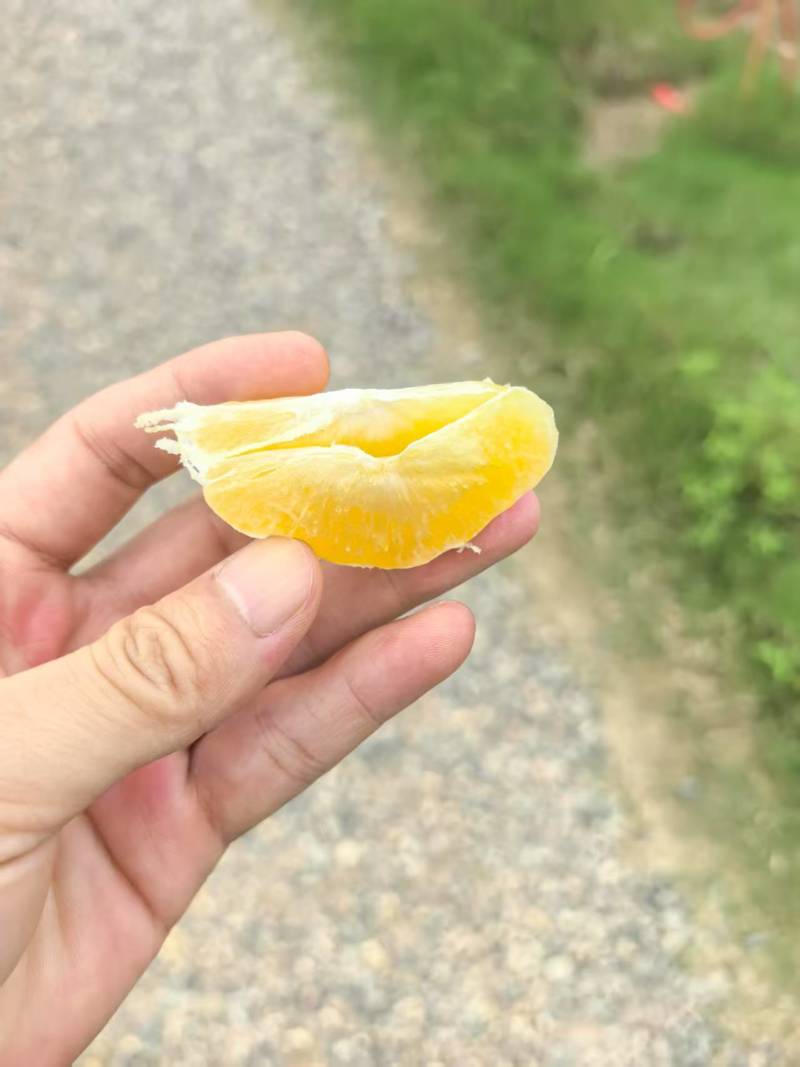现货爱媛。各种规格都有。包园或者采第一刀都有园子。价格