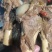 内蒙满肉羊棒骨