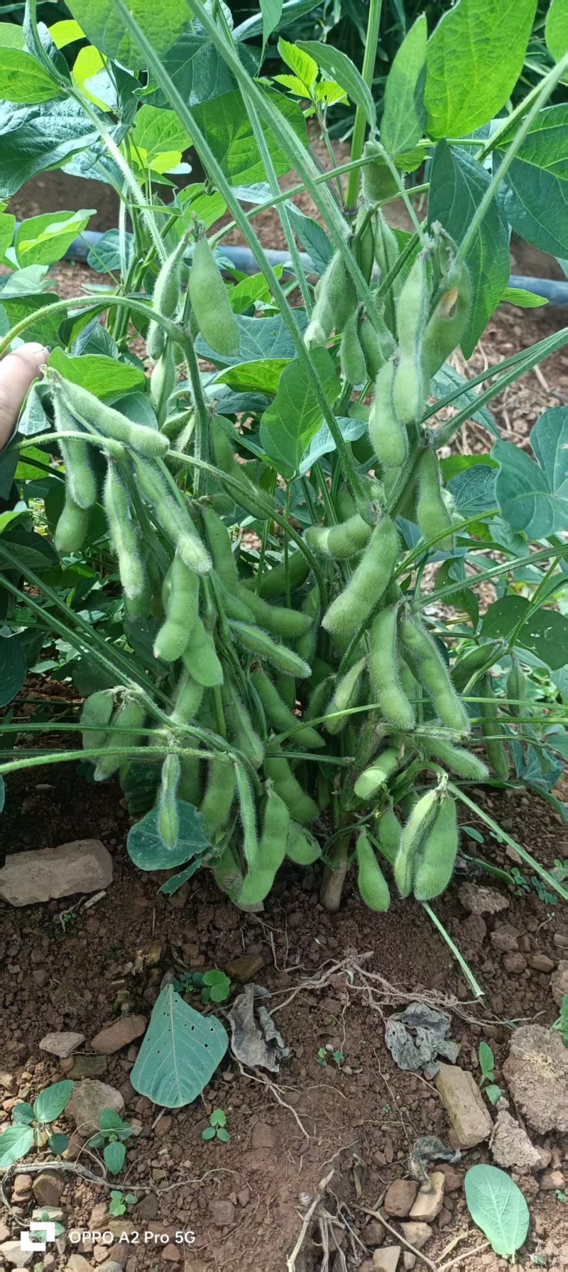 毛豆产地大量出