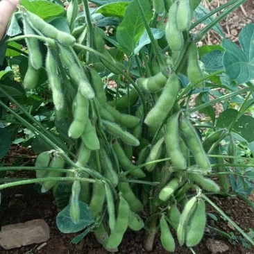毛豆产地大量出