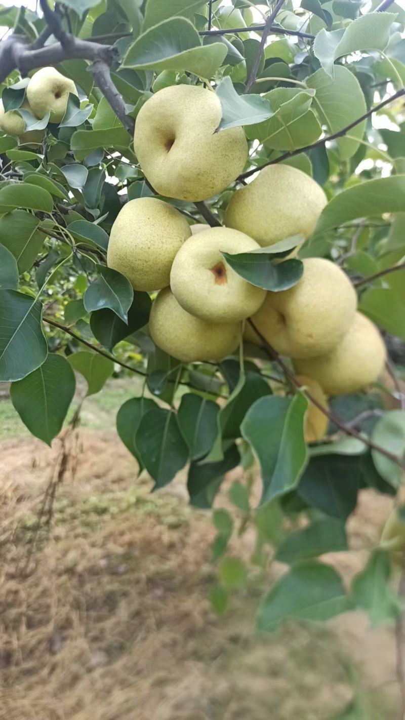 砀山酥梨