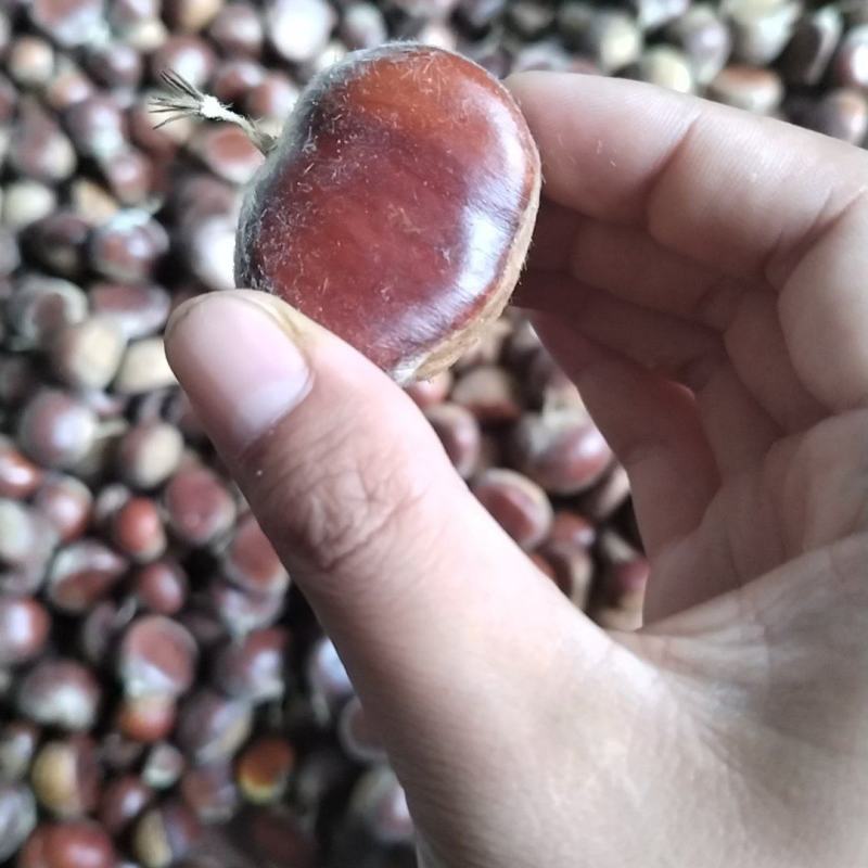 野生土板栗。过板筛。各种规格都有，需要的老板联系