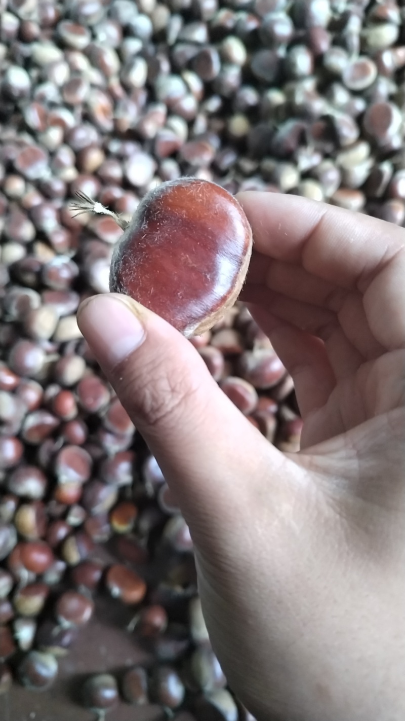 野生土板栗。过板筛。各种规格都有，需要的老板联系