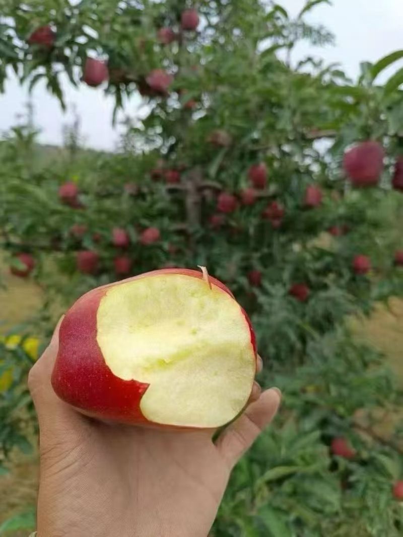 甘肃红富士苹果