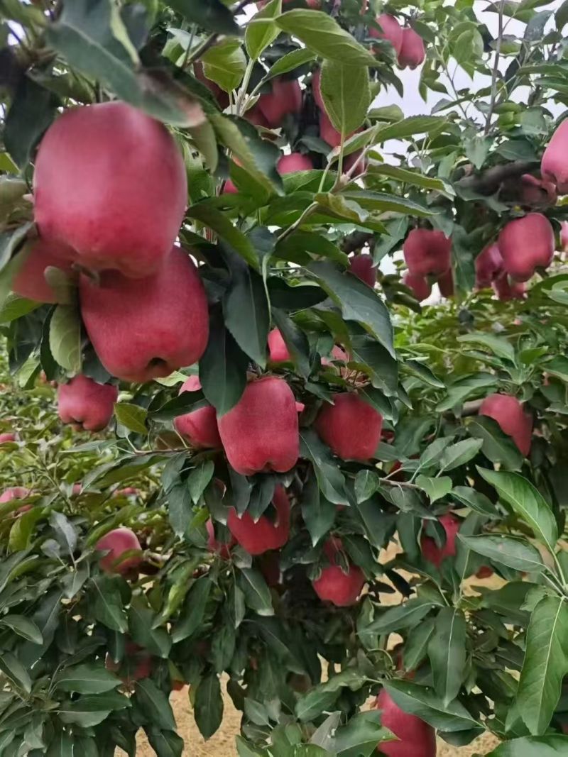 甘肃红富士苹果
