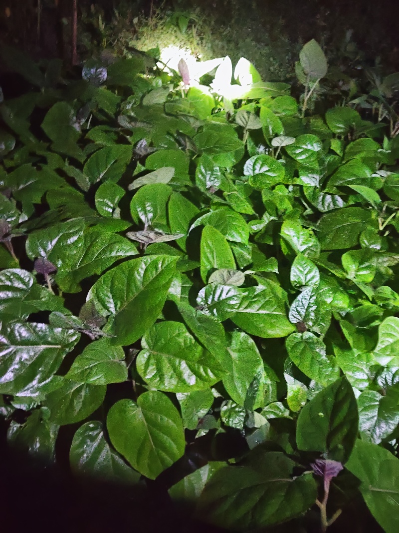 大树番茄苗子，云南树番茄，包回收果666666666