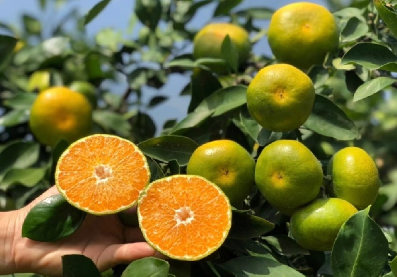 湖北早熟蜜橘皮薄多汁一手货源诚信代办欢迎联系我