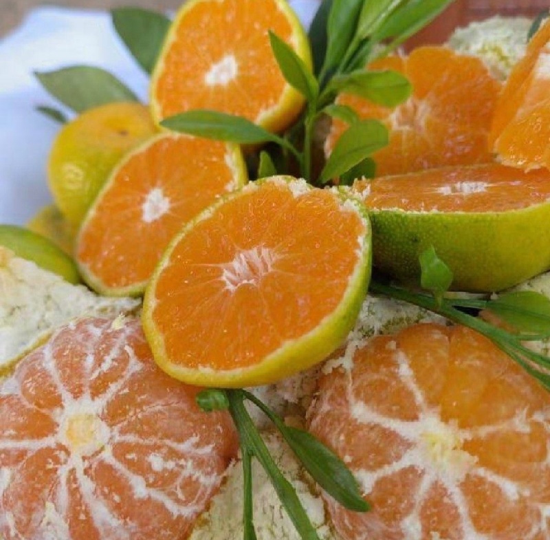 湖北早熟蜜橘皮薄多汁一手货源诚信代办欢迎联系我