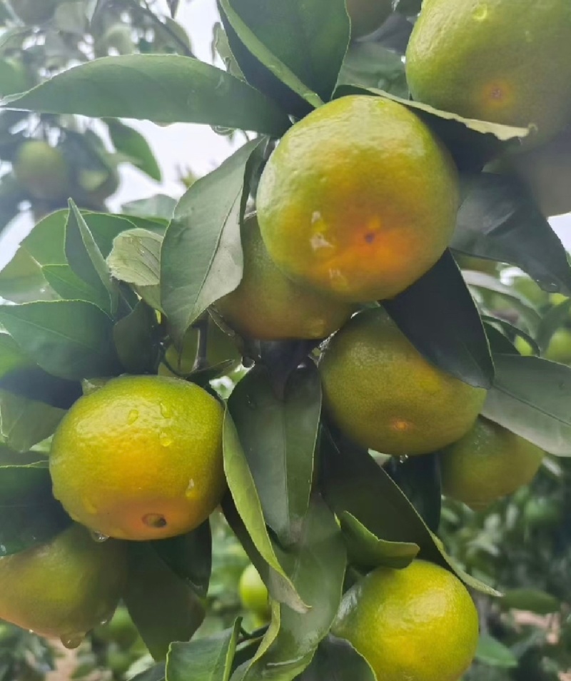 湖北早熟蜜橘皮薄多汁一手货源诚信代办欢迎联系我