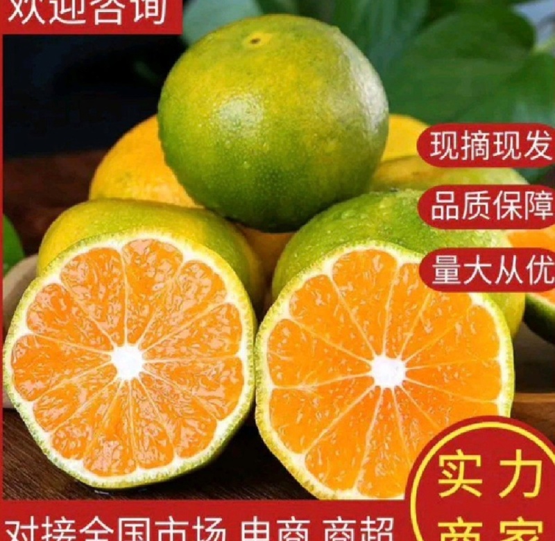 湖北早熟蜜橘皮薄多汁一手货源诚信代办欢迎联系我