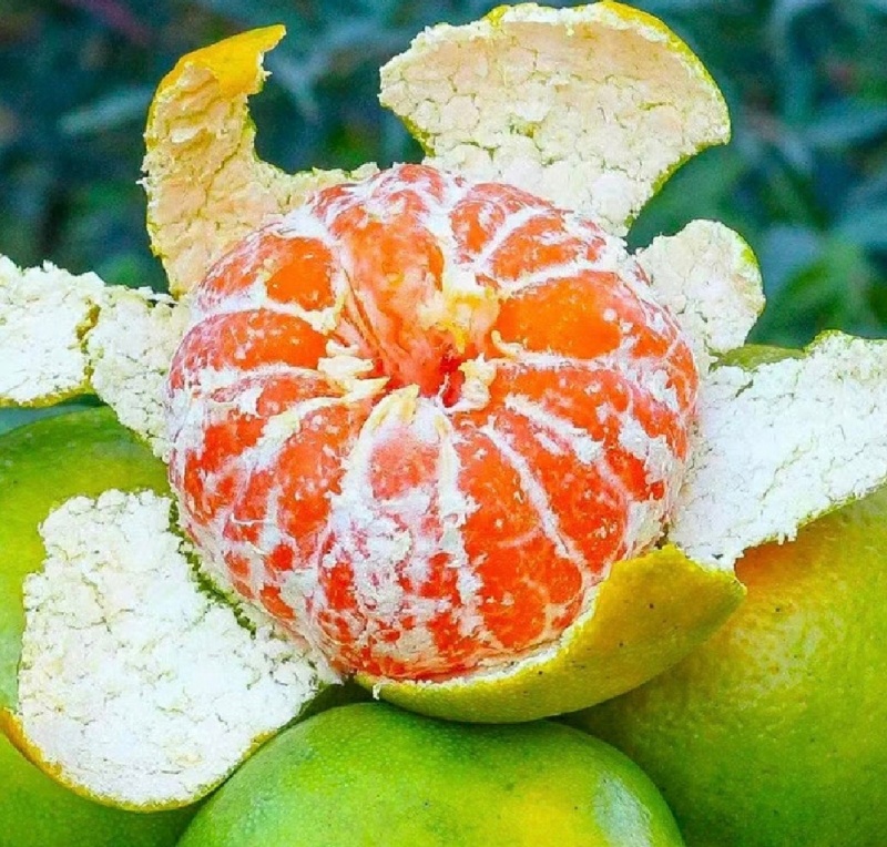 湖北早熟蜜橘皮薄多汁一手货源诚信代办欢迎联系我