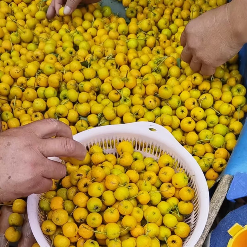 山东黄金豆山楂大量上市中，一手货源视频看货欢迎致电