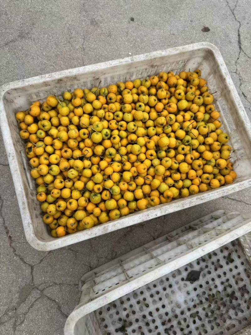 山东黄金豆山楂大量上市中，一手货源视频看货欢迎致电