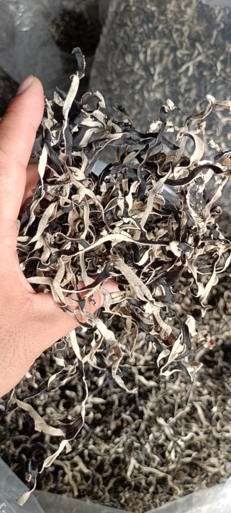精品电商木耳丝足干木耳丝优质木耳丝厂家发货木耳丝木耳丝