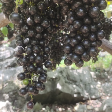 山野毛葡萄酿酒葡萄