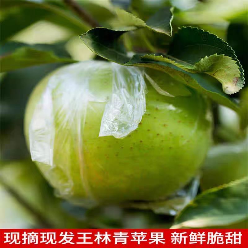 王林苹果质量保证产地直发新鲜采摘规格齐全电话联系