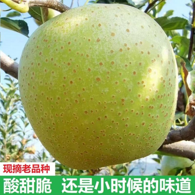 王林苹果质量保证产地直发新鲜采摘规格齐全电话联系