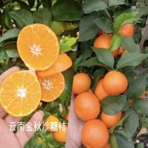 云南金秋沙糖桔大量上市金秋口感纯甜欢迎全国客商订购