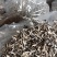 干木耳丝加工厂电商木耳丝优质木耳丝一级品木耳丝全国发货共