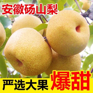砀山酥梨，砀山梨电商货丨市场货，皇冠，秋月梨，量大从优