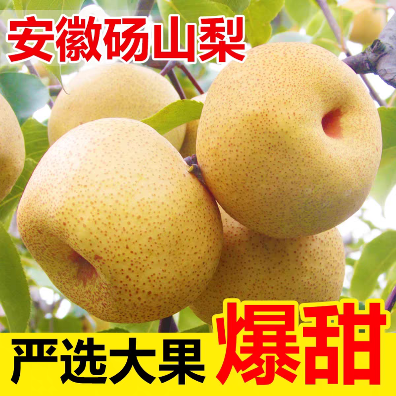 砀山酥梨，砀山梨电商货丨市场货，皇冠，秋月梨，量大从优