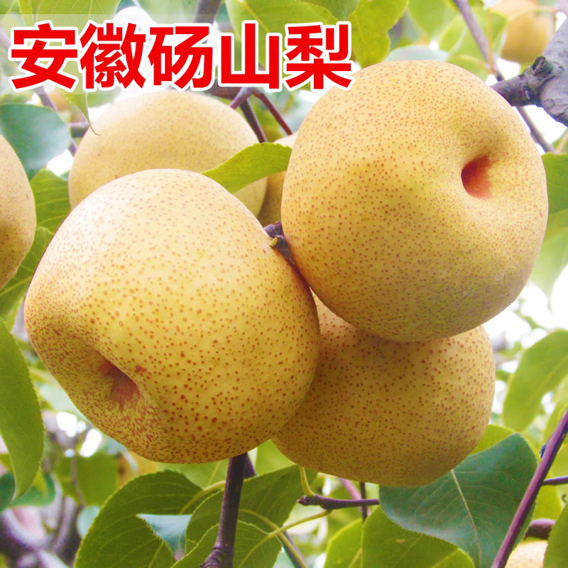 砀山酥梨，砀山梨电商货丨市场货，皇冠，秋月梨，量大从优