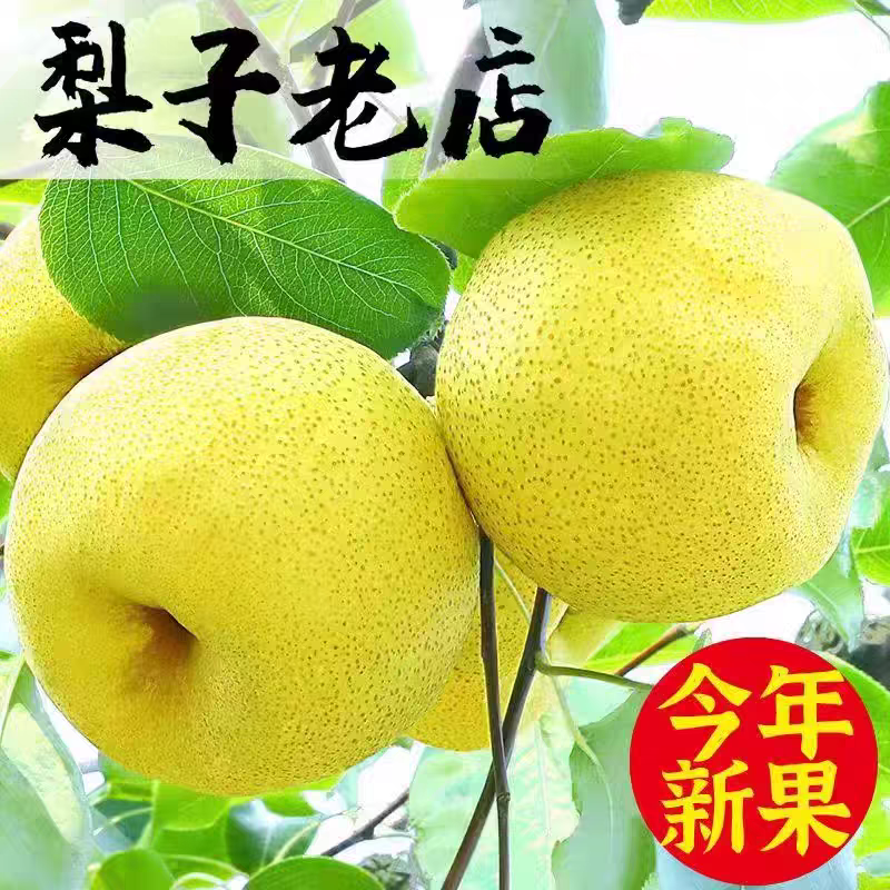 砀山酥梨，砀山梨电商货丨市场货，皇冠，秋月梨，量大从优