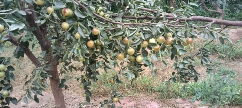 二代冬枣大量现货供应