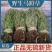 马蹬草还阳草中药材冷背中药材大全批发零售