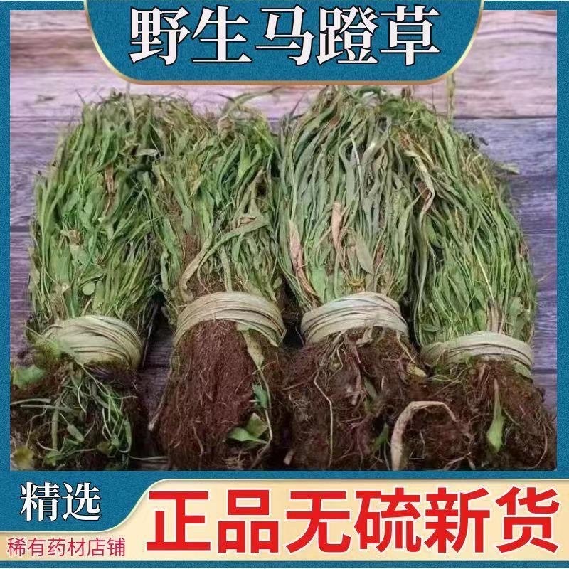 马蹬草还阳草中药材冷背中药材大全批发零售